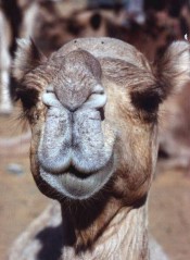 pushkar camel